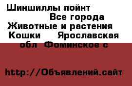 Шиншиллы пойнт ns1133,ny1133. - Все города Животные и растения » Кошки   . Ярославская обл.,Фоминское с.